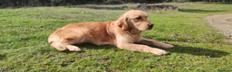 Golden Retriever perros en venta: Golden Retriever - Anuncio 9