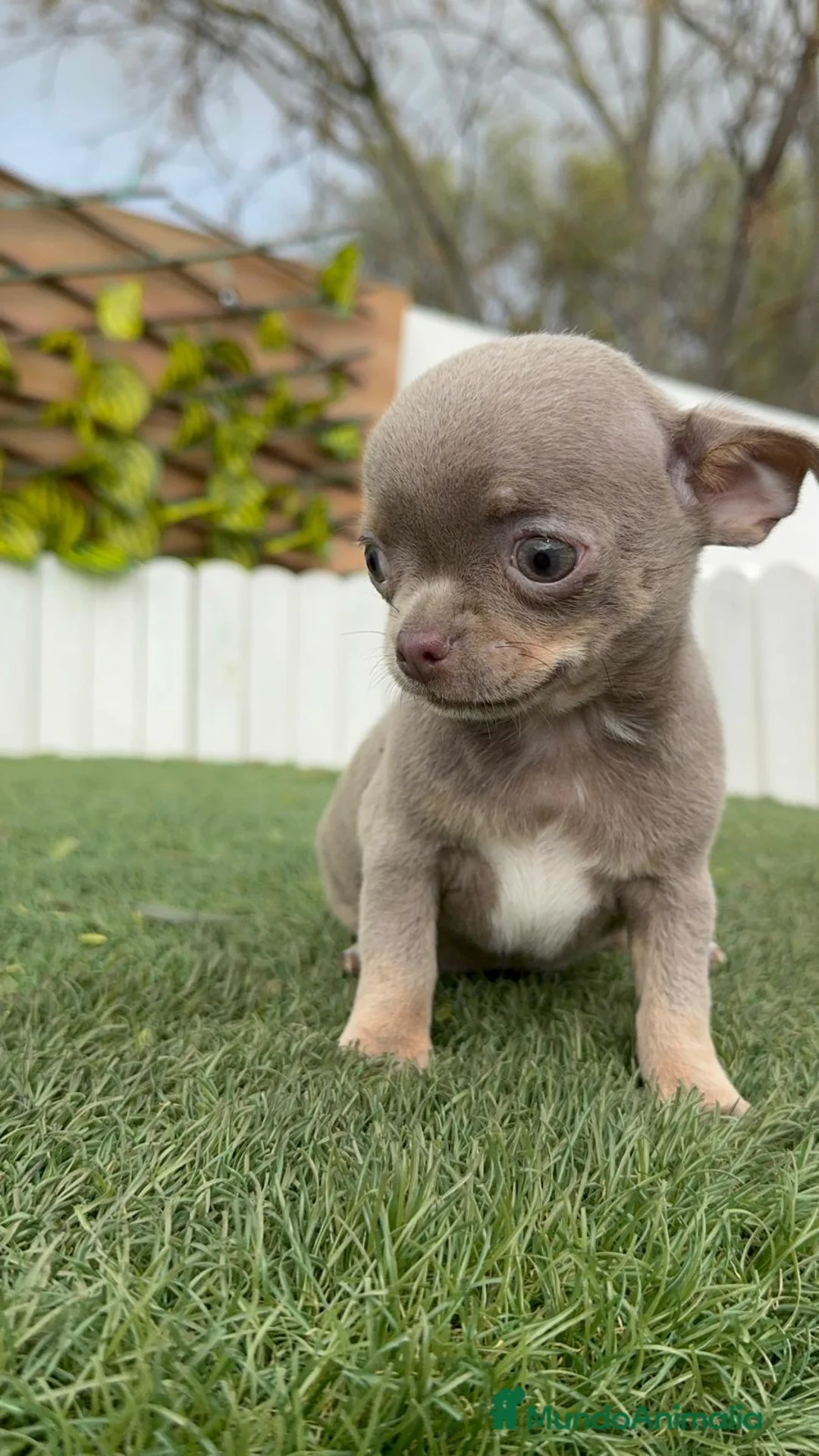 Chihuahua perros en venta: CHIHUAHUA MACHO - Anuncio 4