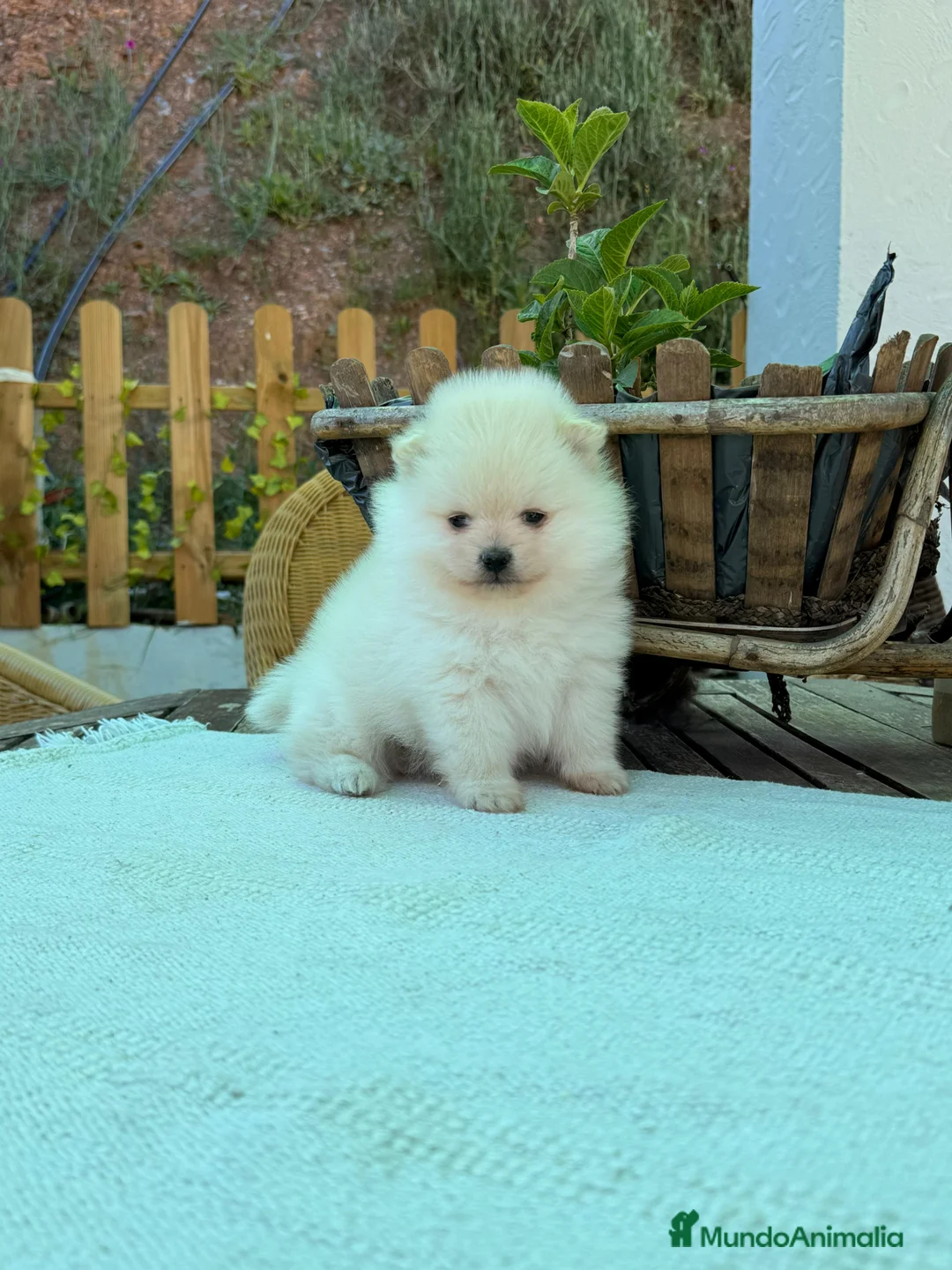 Pomerania perros en venta: Pomerania lulu Toy Machos Chatos y Peludos  - Anuncio 2