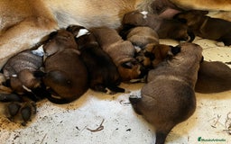 Mastín Español perros en venta: Cachorros Mastin Español Autoctono Ganadero - Imagen 3