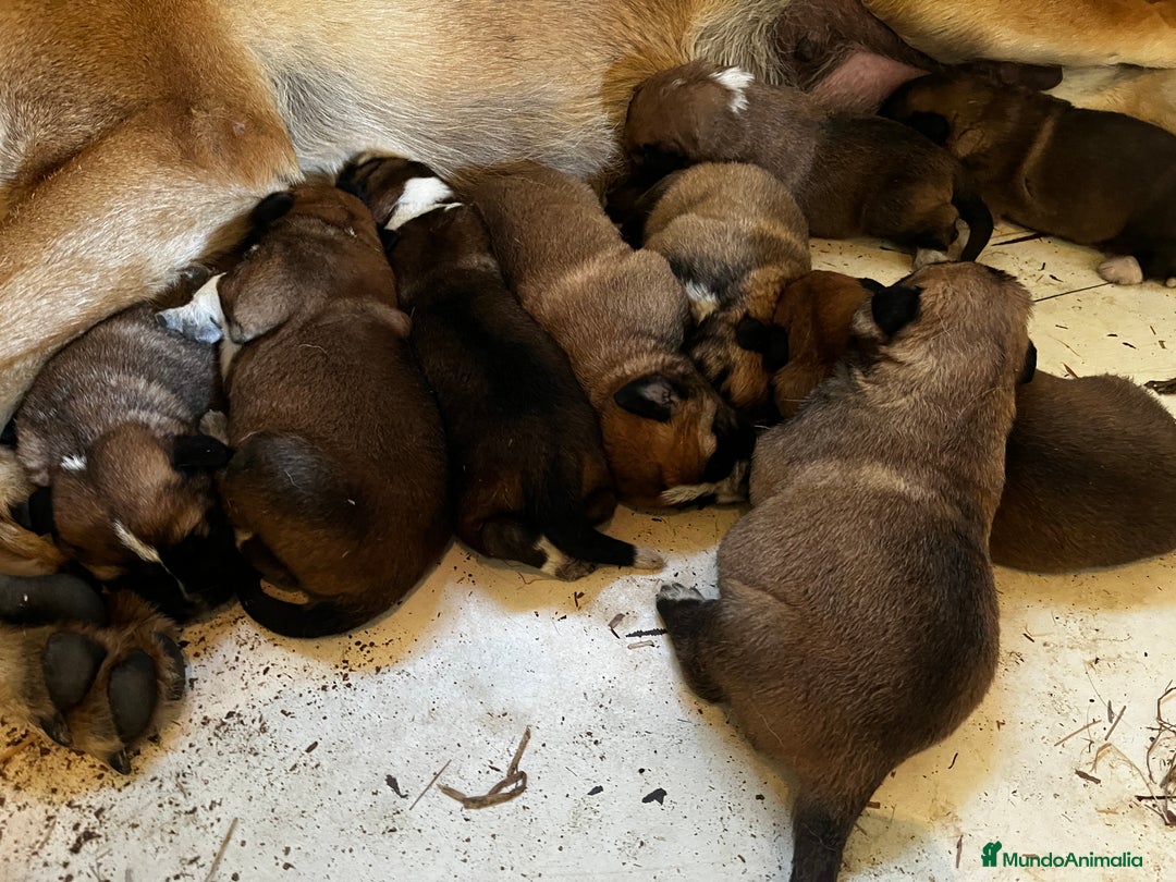 Mastín Español perros en venta: Cachorros Mastin Español Autoctono Ganadero - Imagen 3