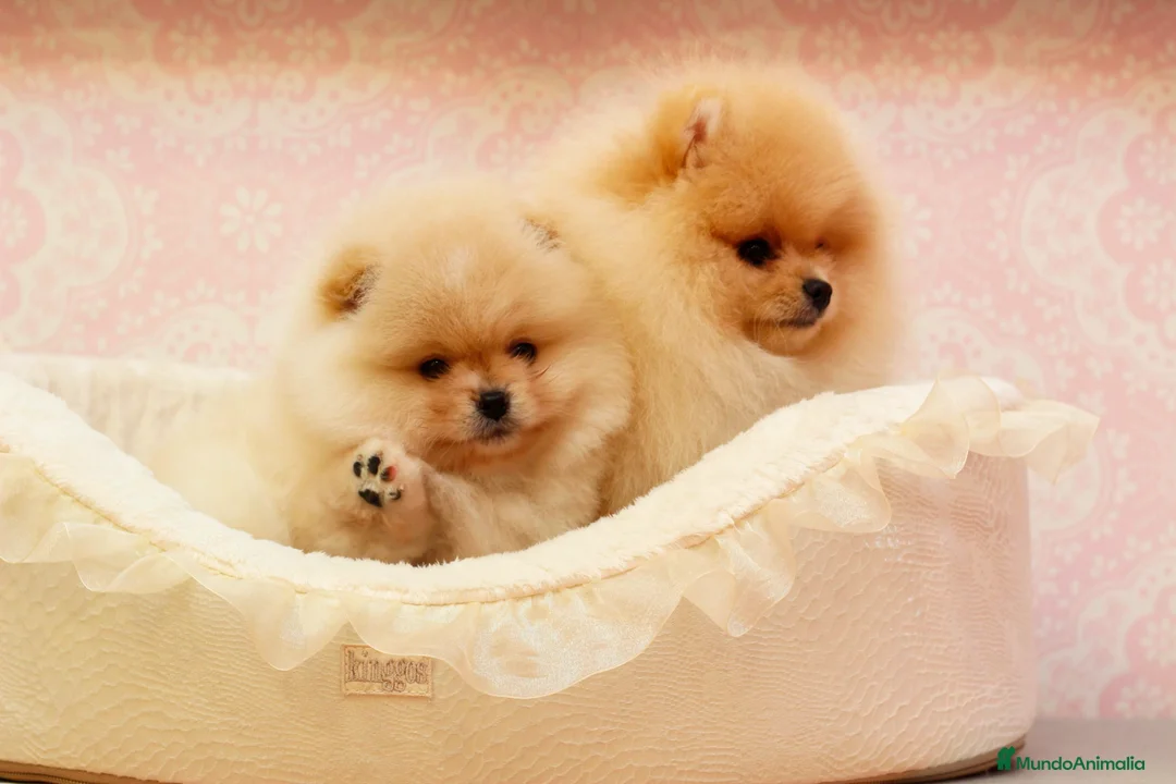 Pomerania perros en venta: pomerania  en Zaragoza - Anuncio 1