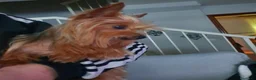 Yorkshire Terrier perros en venta: Yorkshire terrier toy - Anuncio 6
