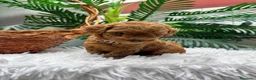 Caniche Toy perros en venta: CANICHE TOY - Anuncio 14