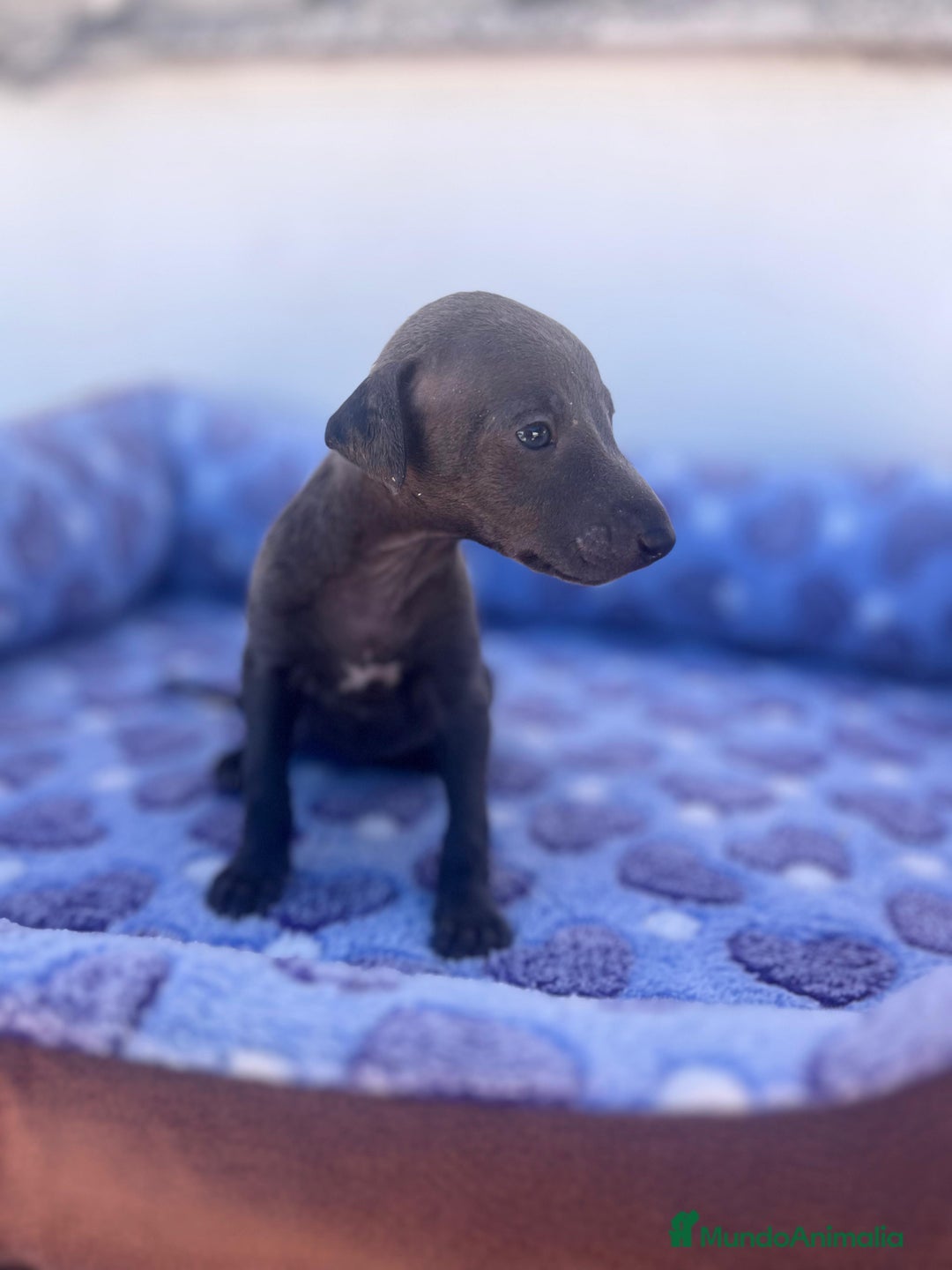 Whippet perros en venta: Whippet blue  - Imagen 16