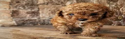 Caniche Toy perros en venta: Caniche toy precio real - Anuncio 8