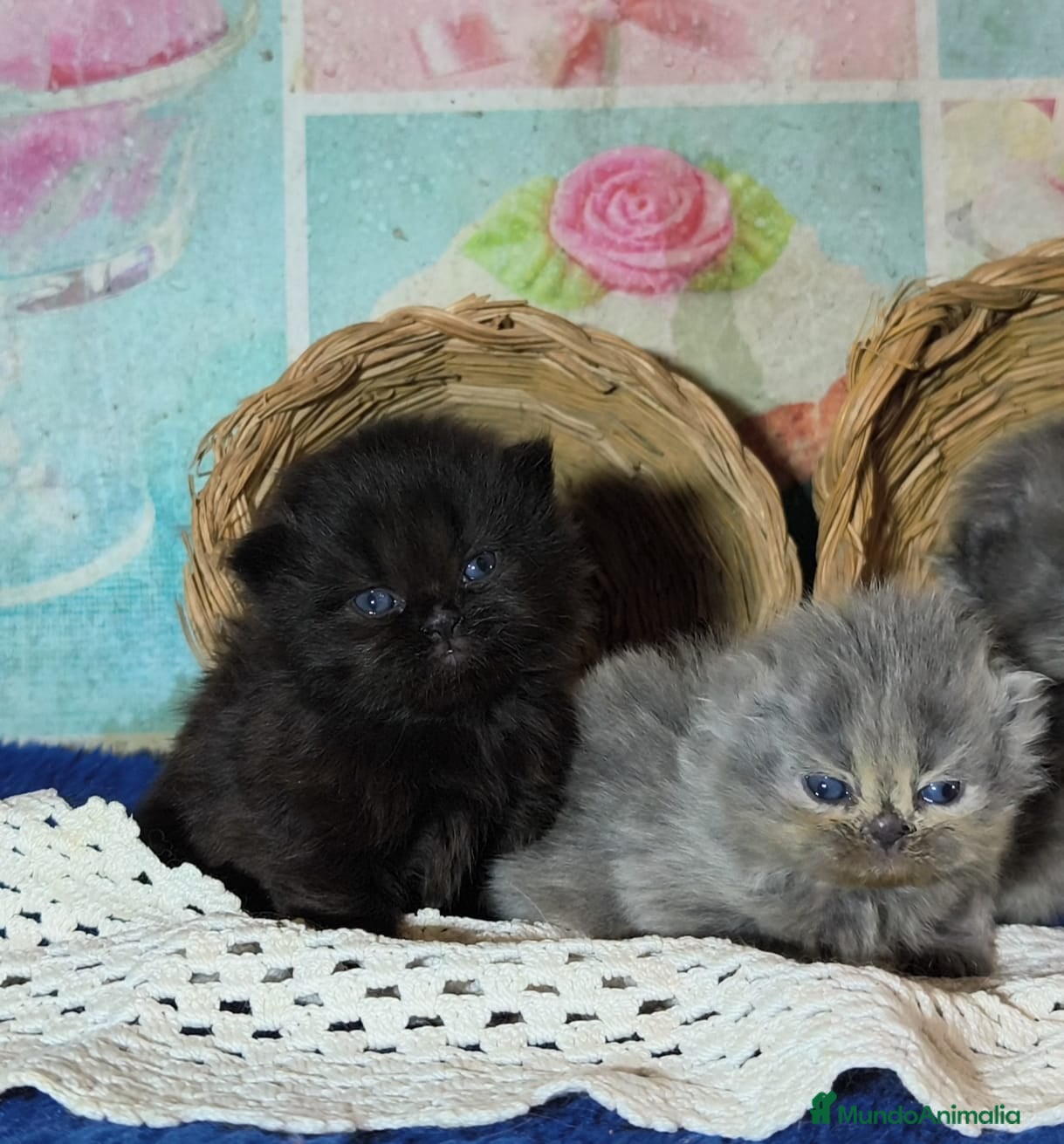 Persa gatos Gatos persas - Anuncio 3