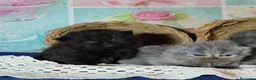 Persa gatos en venta: Gatos persas - Anuncio 1