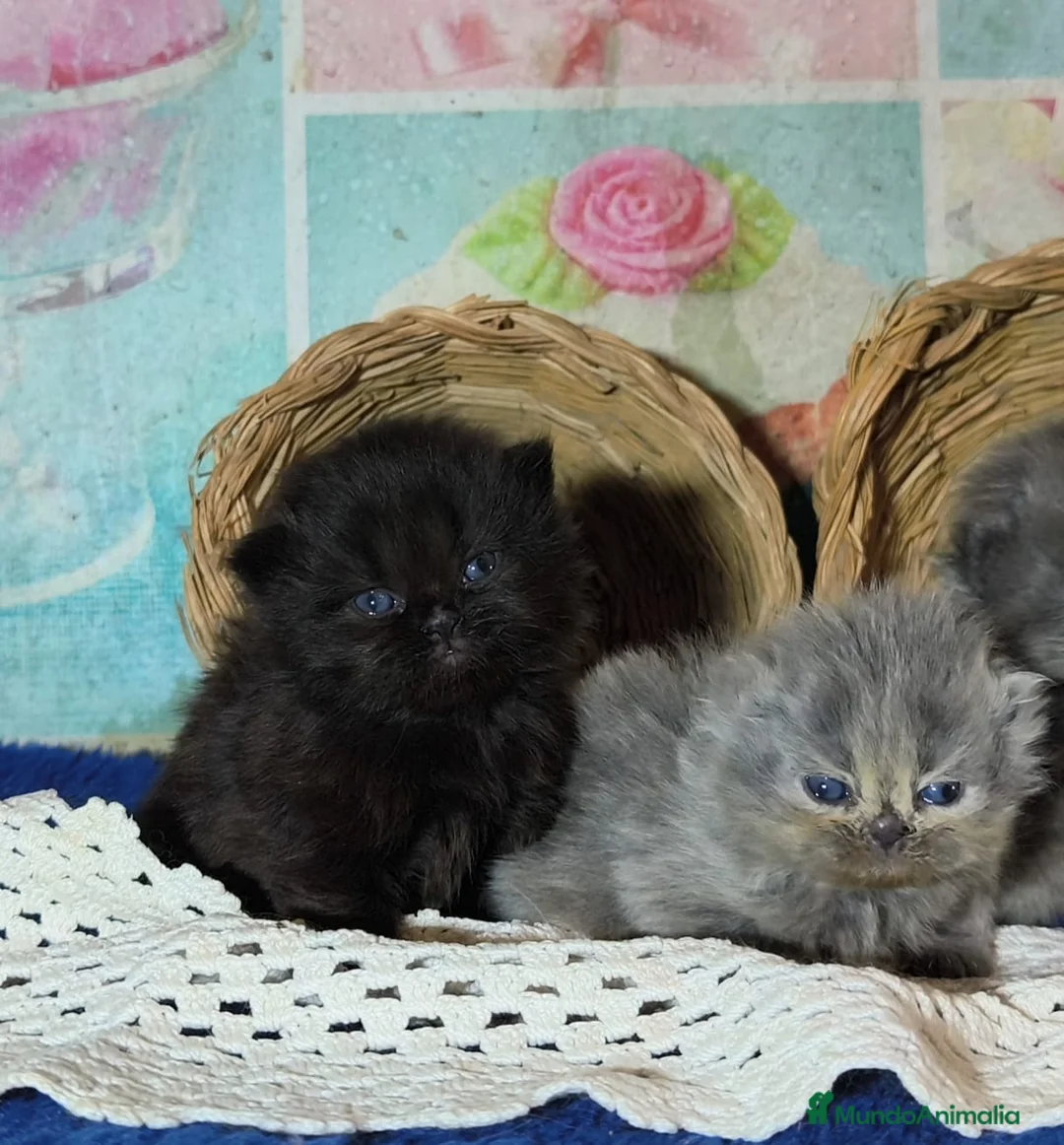 Persa gatos en venta: Gatos persas - Anuncio 1