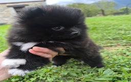 Pomerania perros en venta: Preciosos cachorros de pomerania - Imagen 3