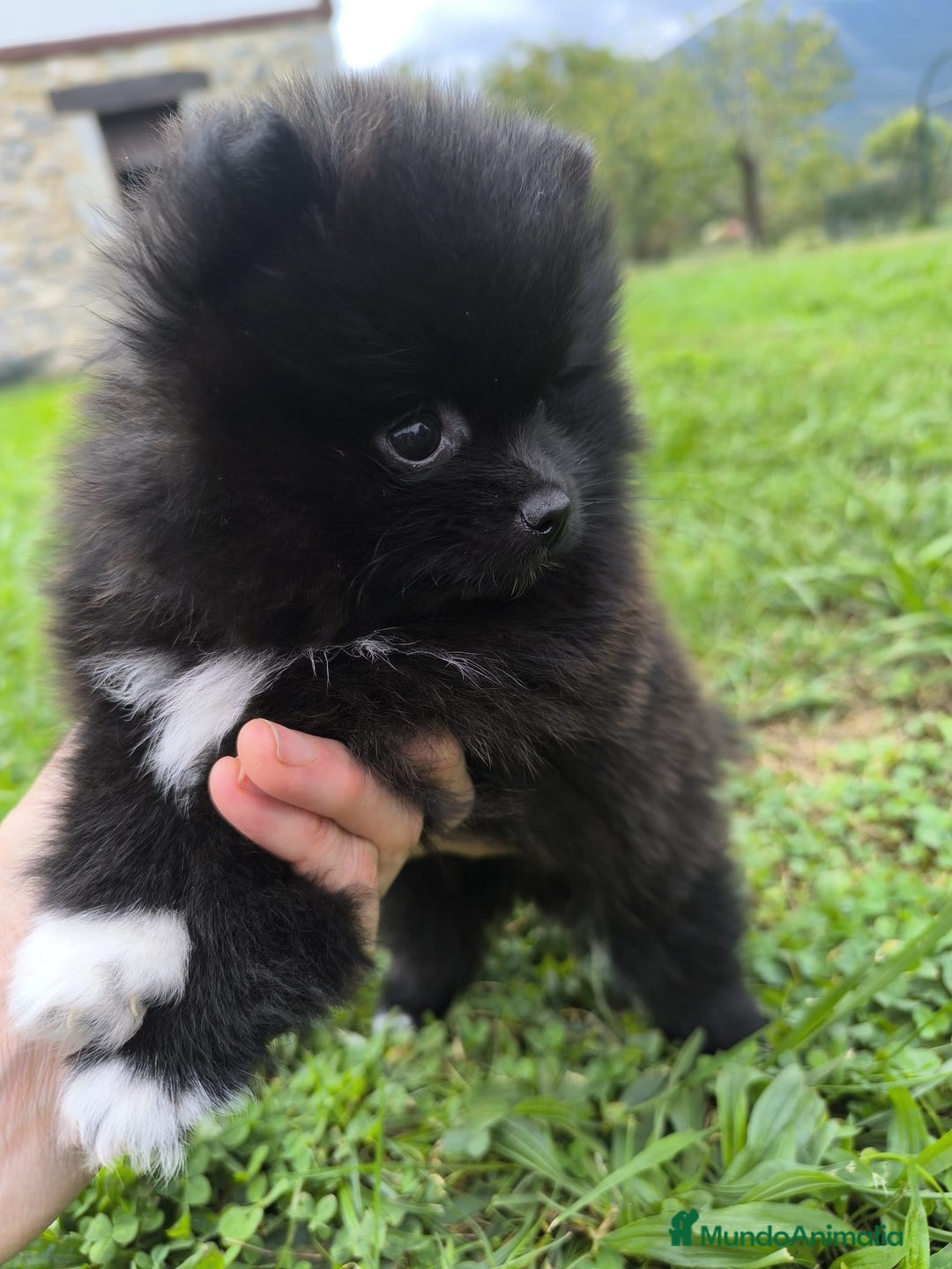 Pomerania perros en venta: Preciosos cachorros de pomerania - Imagen 3
