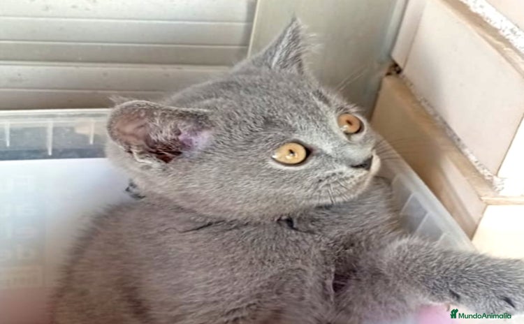 Británico de Pelo Corto gatos - Anuncio 2