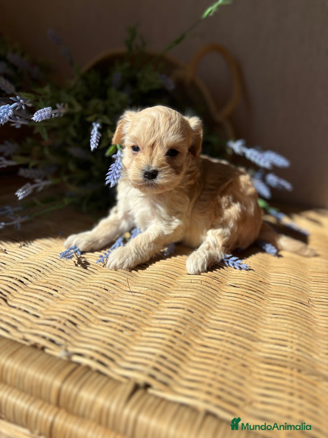 Maltipoo perros en venta: Maltipoo hembra disponible para diciembre!! - Imagen 1
