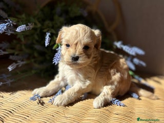 Maltipoo perros - Anuncio 1