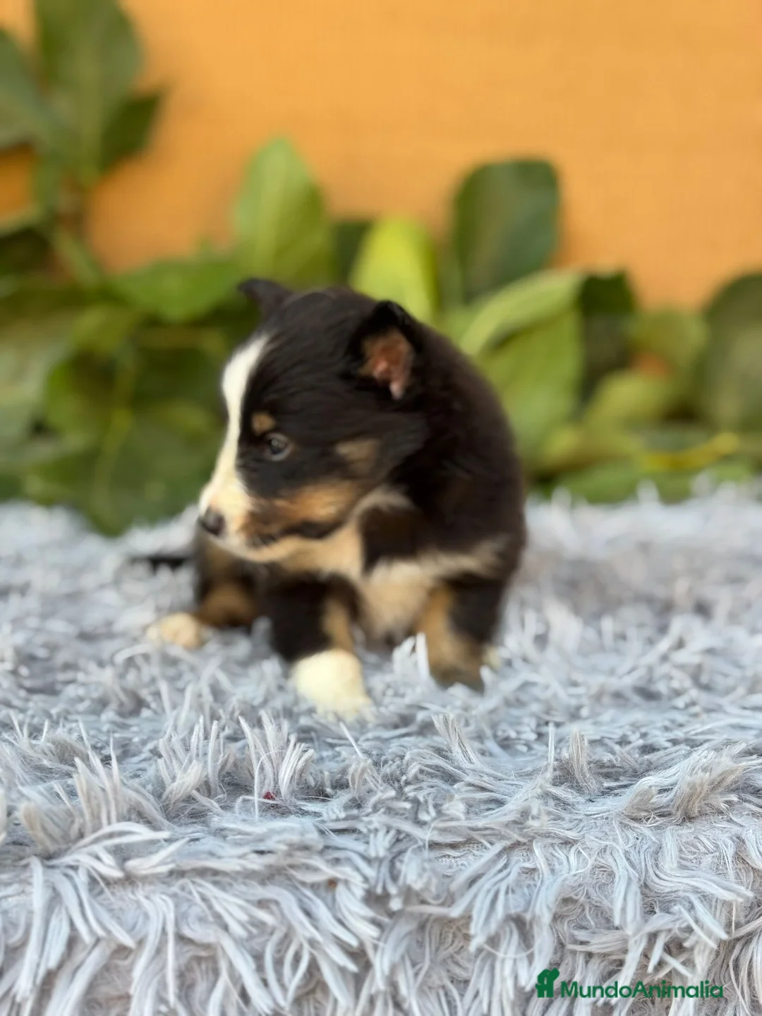 Perro Pastor de las Shetland perros en venta: SHELTIE HEMBRITAS  - Anuncio 7