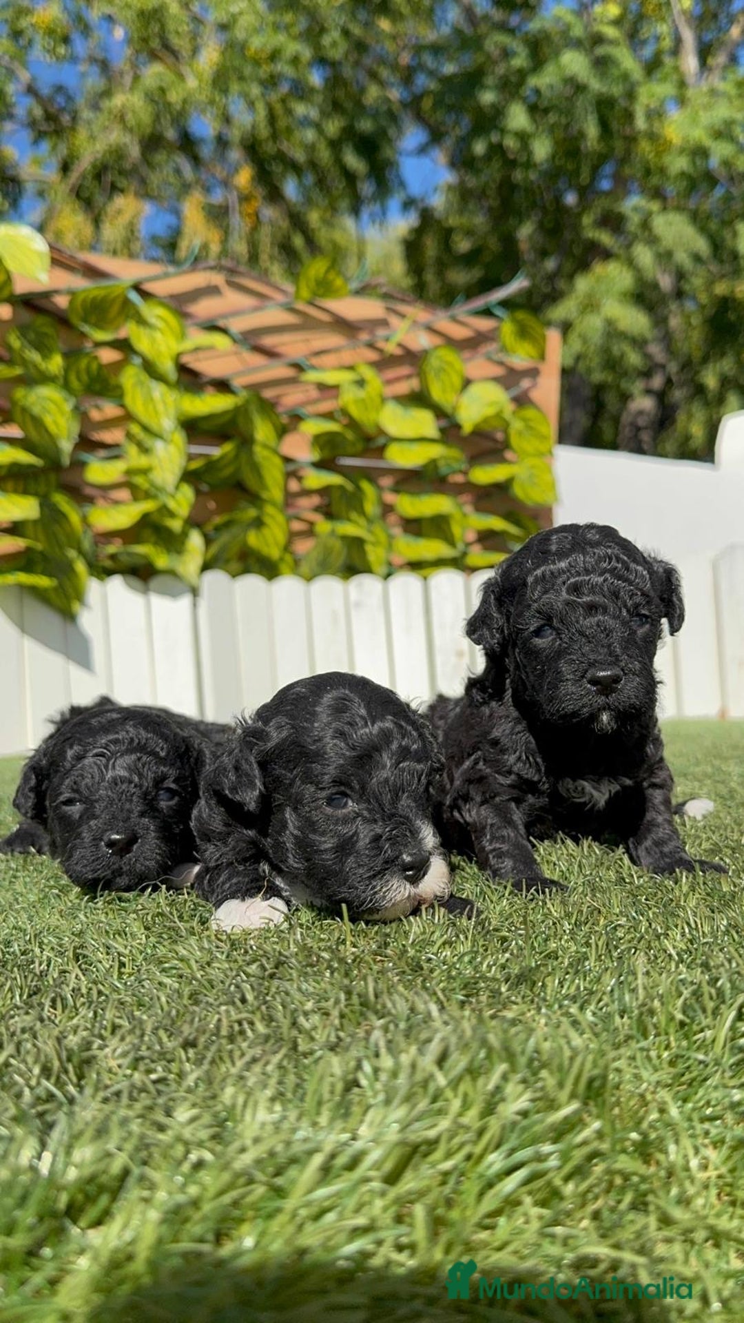 Caniche Toy perros en venta: CANICHE TOY - Imagen 15