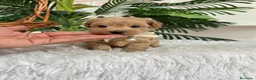 Maltipoo perros en venta: MALTIPOO MACHOS  - Anuncio 15