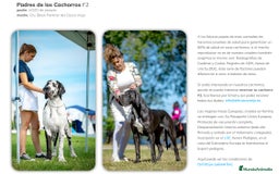 Dogo Alemán perros en venta: Cachorros de Dogo Alemán - Imagen 1