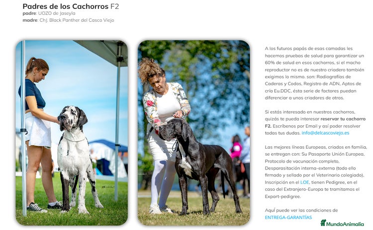 Dogo Alemán perros - Anuncio 1