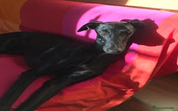Galgo Español perros en venta: Galgo español machos - Imagen 9