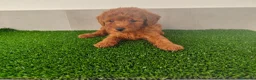 Caniche Toy perros en venta: Caniches toy - Anuncio 25
