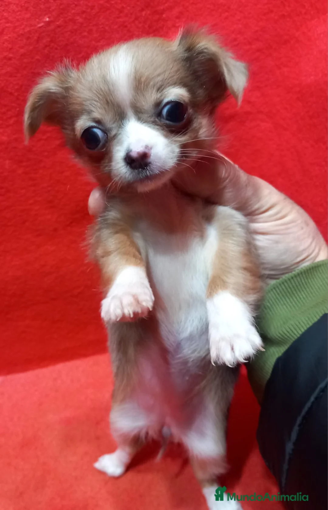 Chihuahua perros en venta: Chihuahua Toy hembra pelo largo  - Anuncio 4