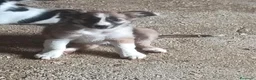 Border Collie perros en venta: Border collie  - Anuncio 9