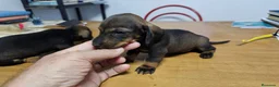 Teckel perros en venta: Espectaculares teckel canichem  - Anuncio 6