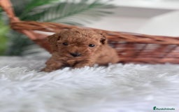 Caniche Toy perros en venta: CANICHE TOY MACHO - Imagen 1