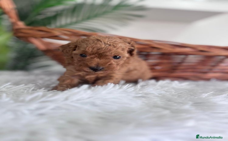 Caniche Toy perros - Anuncio 2