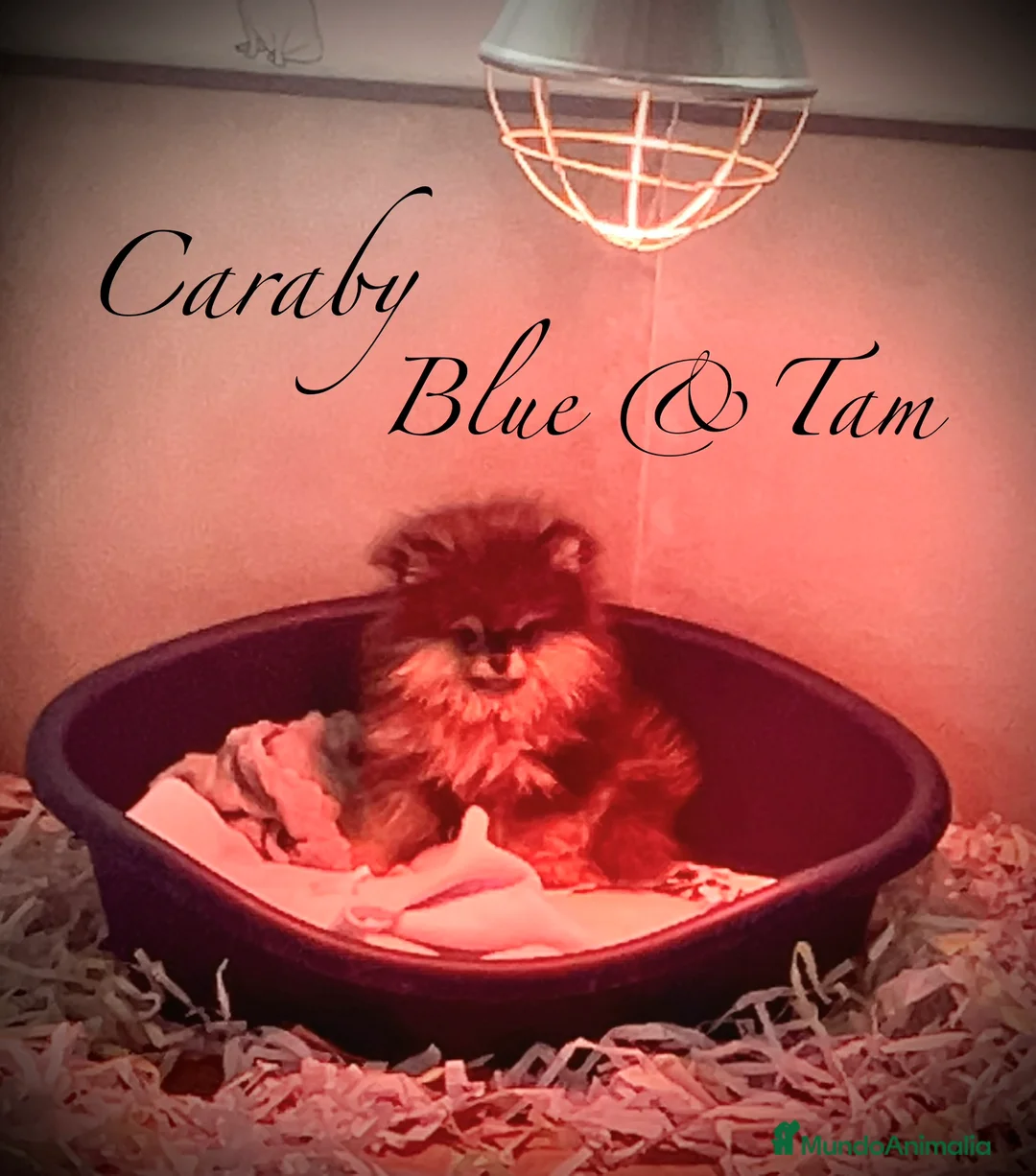 Pomerania perros en venta: Pomerania en Caraby Benidorm  - Anuncio 3