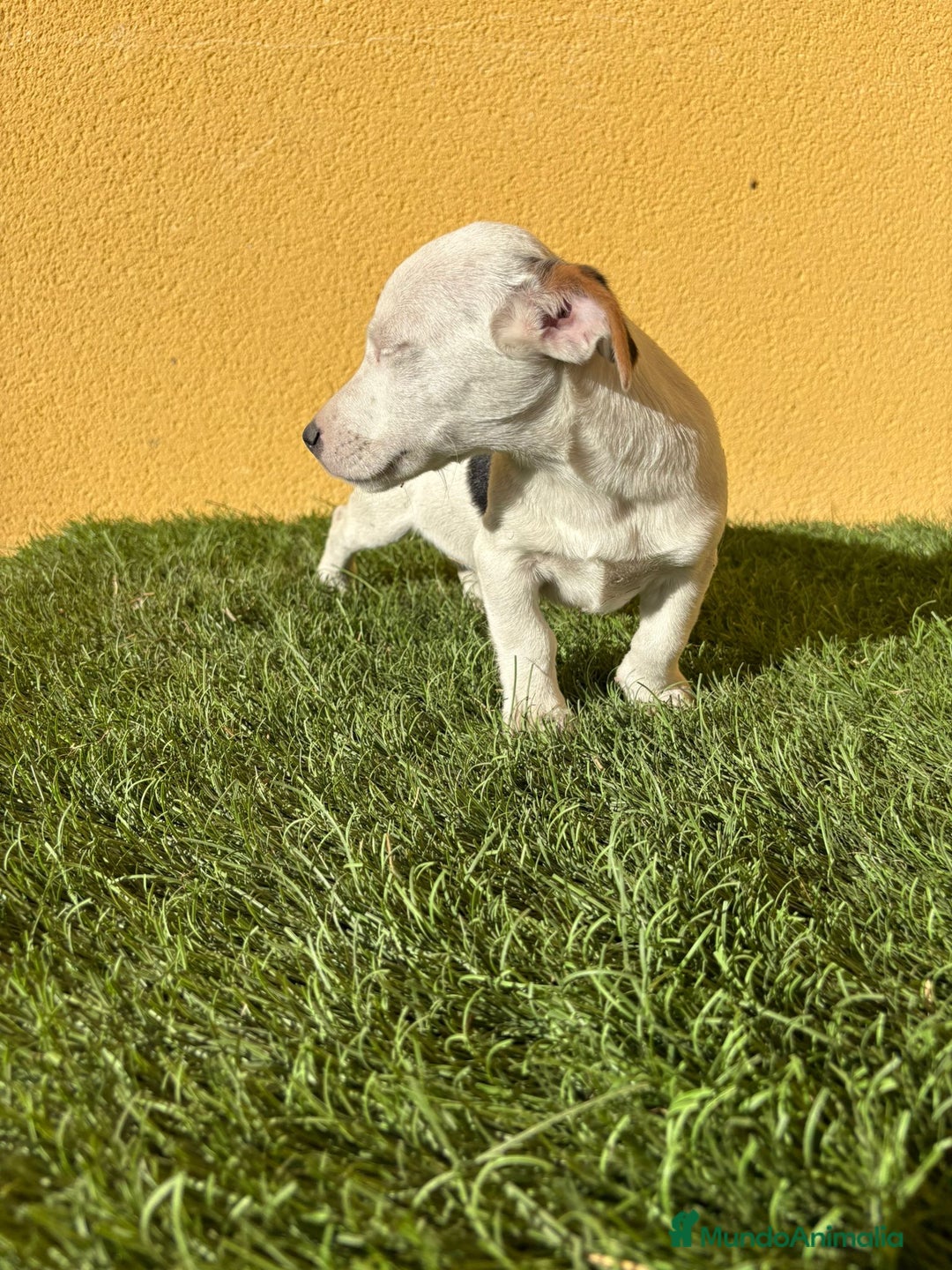 Jack Russell Terrier perros en venta: Jack Russell macho pata corta  - Imagen 11