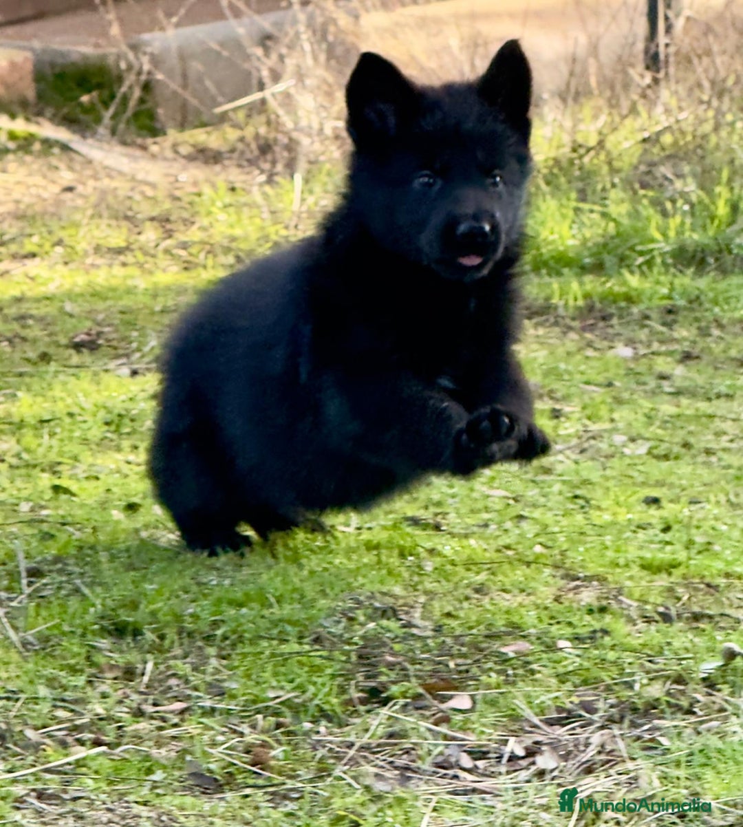 Pastor Alemán perros en venta: Pastores alemanes belleza , 100% líneas alemanas - Anuncio 1