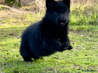 Pastor Alemán perros Pastores alemanes belleza , 100% líneas alemanas - Anuncio 1