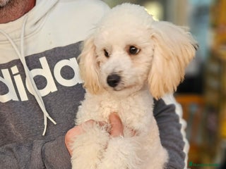 Caniche Enano perros Caniche apricot en Jerez - Anuncio 5