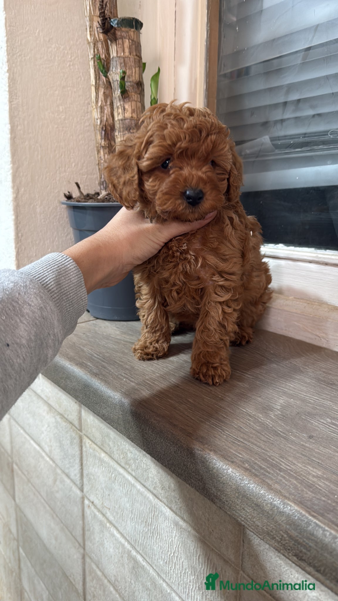 Caniche Toy perros Caniche Toy rojo - Anuncio 3