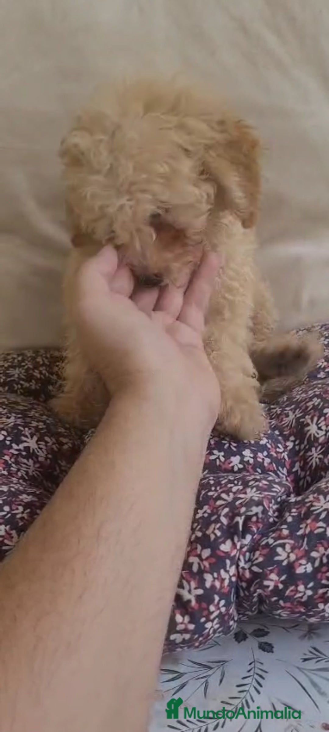 Caniche Toy perros en venta: CANICHES MACHOS CALIDAD Y SELECCIÓN  - Imagen 5
