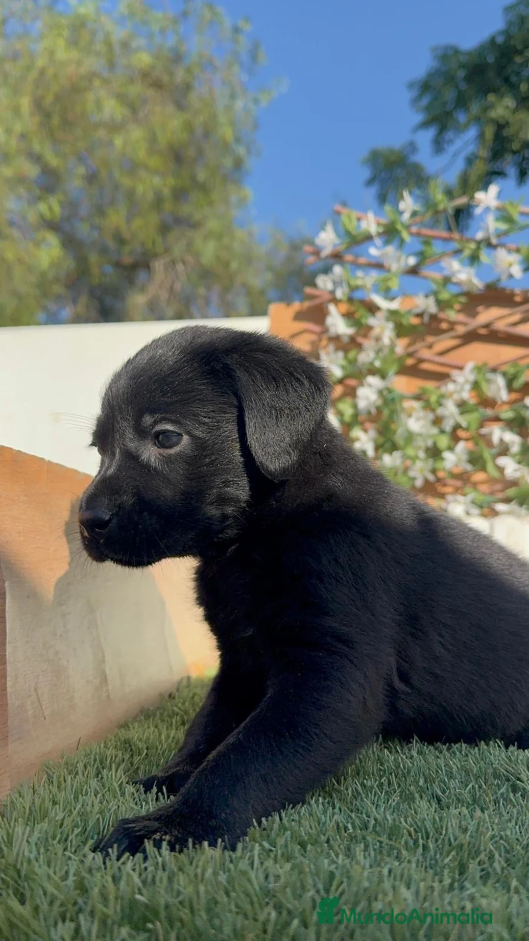 Labrador Retriever perros en venta: LABRADOR  - Anuncio 9