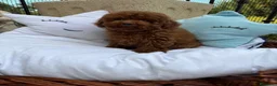 Caniche Toy perros en venta: Caniche toy disponible para entregar !! - Anuncio 5