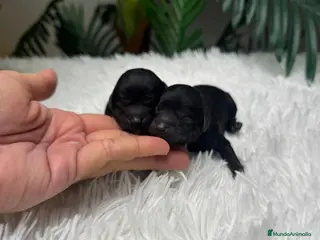 Caniche Toy perros CANICHE TOY - Anuncio 3