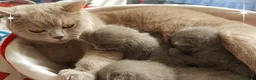 Británico de Pelo Corto gatos en venta: Gato British Shorthair  - Anuncio 3