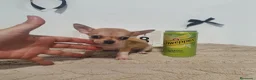 Chihuahua perros en venta: Chihuahua mini  - Anuncio 3