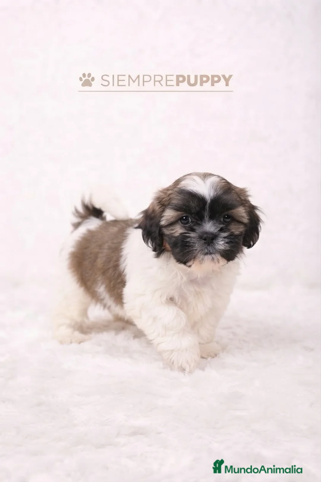 Shih Tzu perros en venta: SHIH TZU CACHORRITOS - Anuncio 2