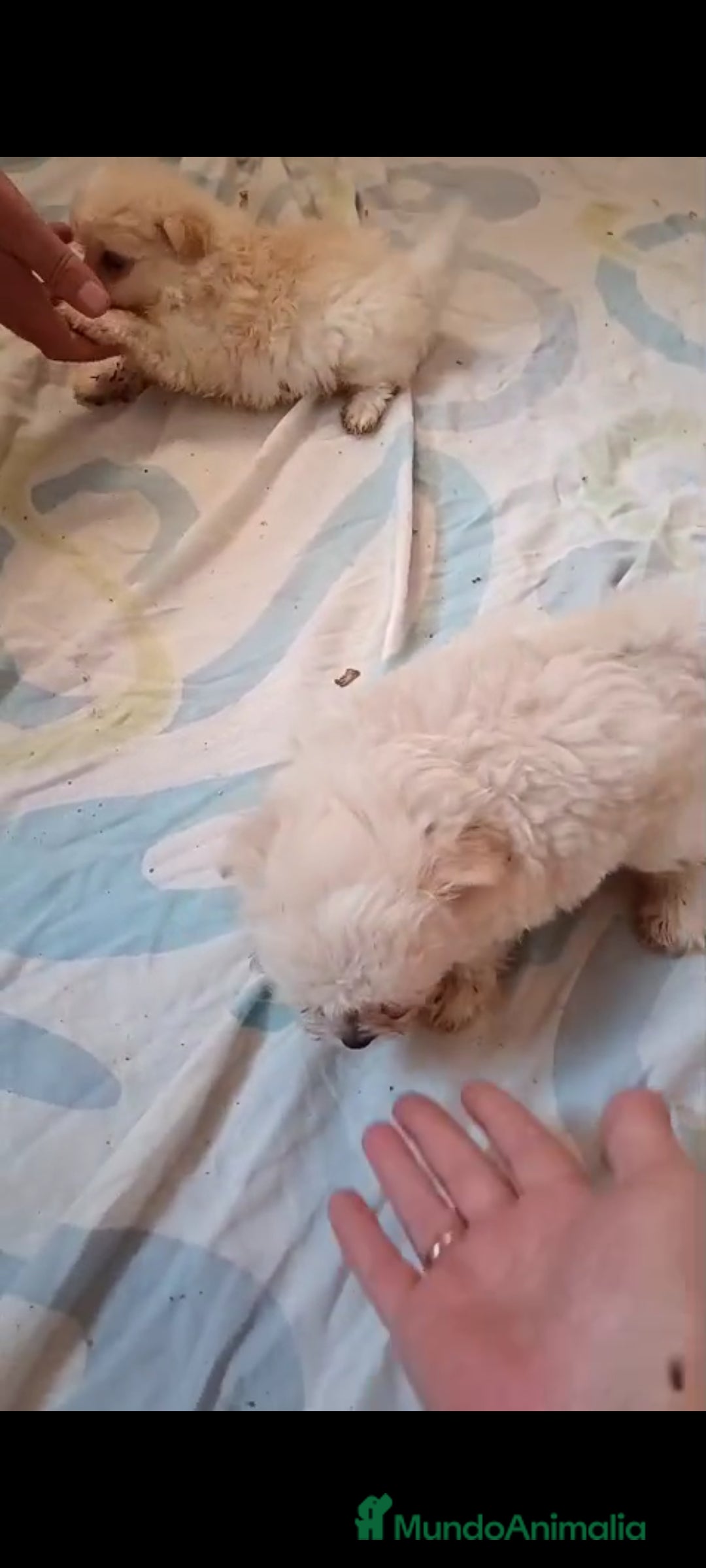 Pomerania perros en venta: LULU POMERANIA MINIS - Imagen 5
