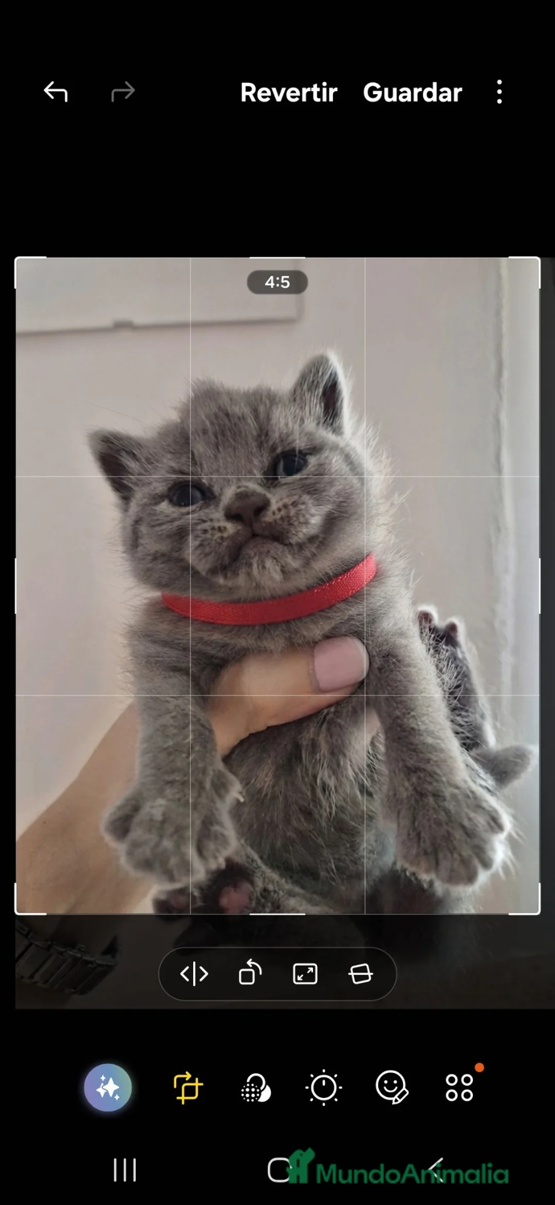 Británico de Pelo Corto gatos en venta: Gatos británico pelo corto - Anuncio 2