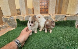 Pomerania perros en venta: Bonitos pomeranias  - Imagen 1