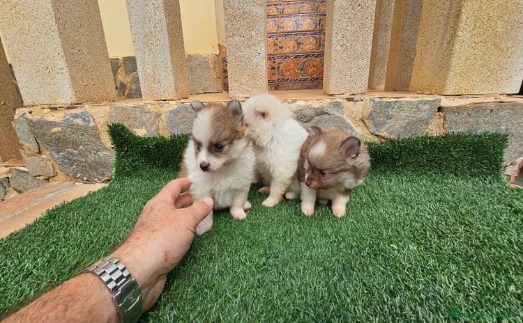 Pomerania perros - Anuncio 2