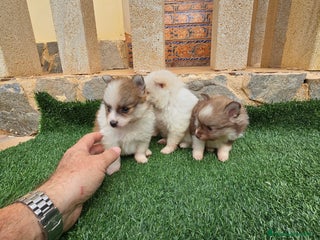 Pomerania perros - Anuncio 11