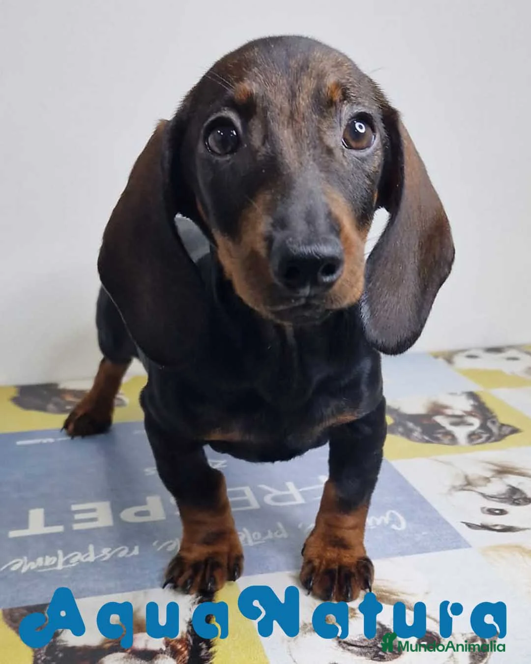 Teckel perros en venta: Teckel Hembra 9966 - AQUANATURA en Barcelona - Anuncio 2