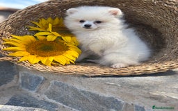 Pomerania perros en venta: Pomerania hembra blanca para entregar - Imagen 2